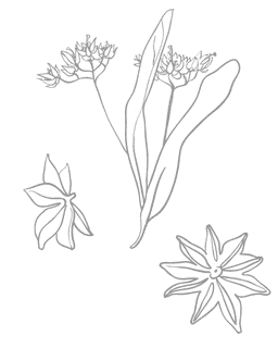 Freshivores